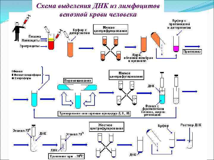 Днк карта для сбора образцов биоматериала