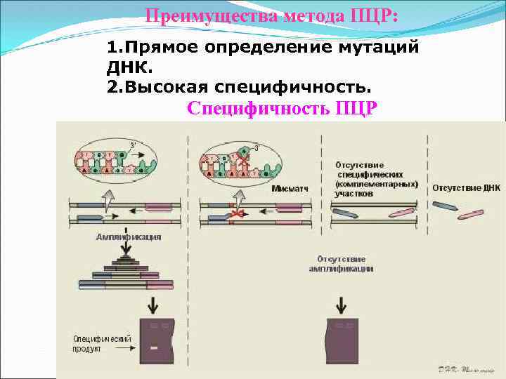 Преимущества метода ПЦР: 1. Прямое определение мутаций ДНК. 2. Высокая специфичность. Специфичность ПЦР 
