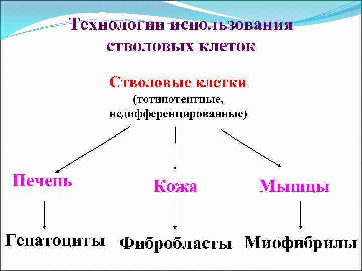 Технологии использования стволовых клеток Стволовые клетки (тотипотентные, недифференцированные) Печень Кожа Мышцы Гепатоциты Фибробласты Миофибрилы