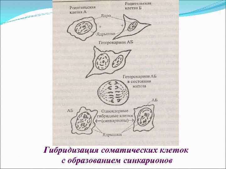 Гибридизация соматических клеток с образованием синкарионов 