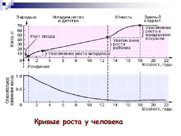 Кривые роста у человека 
