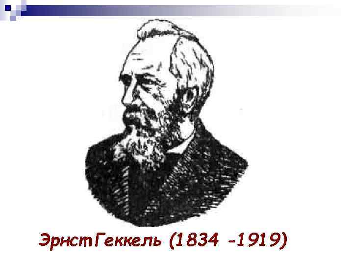 Эрнст Геккель (1834 -1919) 