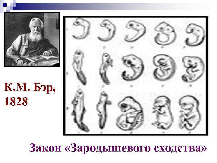 К. М. Бэр, 1828 Закон «Зародышевого сходства» 
