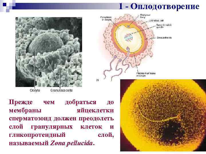 1 оплодотворение. Гранулярная ЭПС В яйцеклетке. Эндоплазматический ретикулум в яйцеклетке. ЭПС В яйцеклетке. Гранулярная ЭПС изолецитальной яйцеклетки.