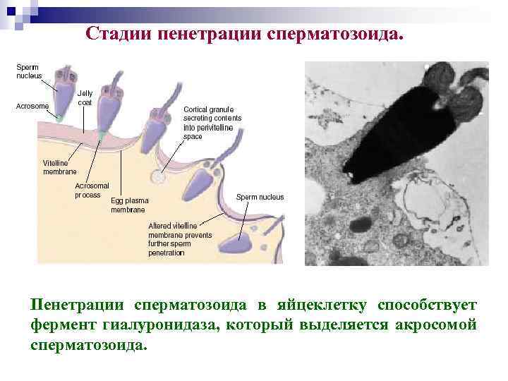 Стадии пенетрации сперматозоида. Пенетрации сперматозоида в яйцеклетку способствует фермент гиалуронидаза, который выделяется акросомой сперматозоида.