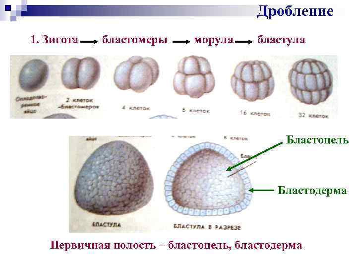 Дробление зиготы рисунок