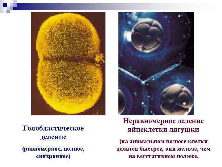 Голобластическое деление (равномерное, полное, синхронное) Неравномерное деление яйцеклетки лягушки (на анимальном полюсе клетки делятся