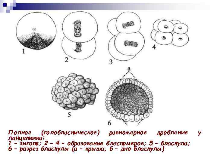 Схема дробления зиготы