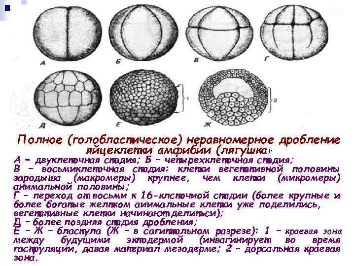 Полное дробление. Борозды дробления бластомеры. Дробление и бластула амфибий. Равномерное дробление зиготы. Дробление полное неравномерное у амфибий.