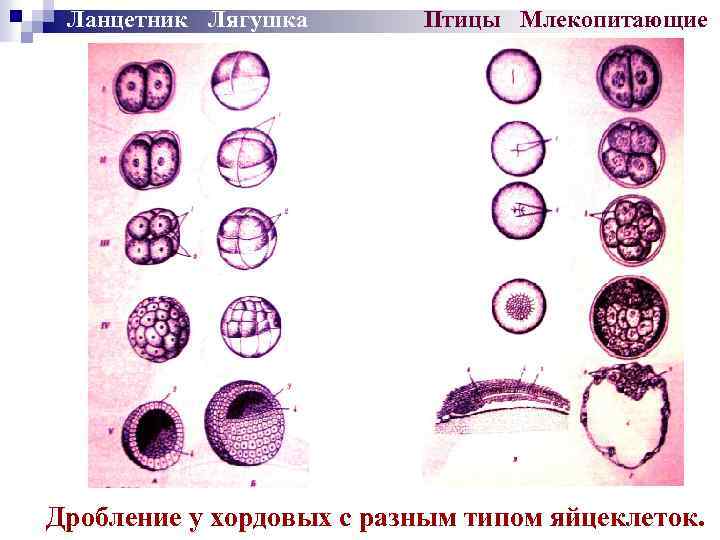 Схема развития ланцетника