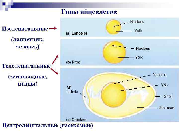 Изолецитальное дробление