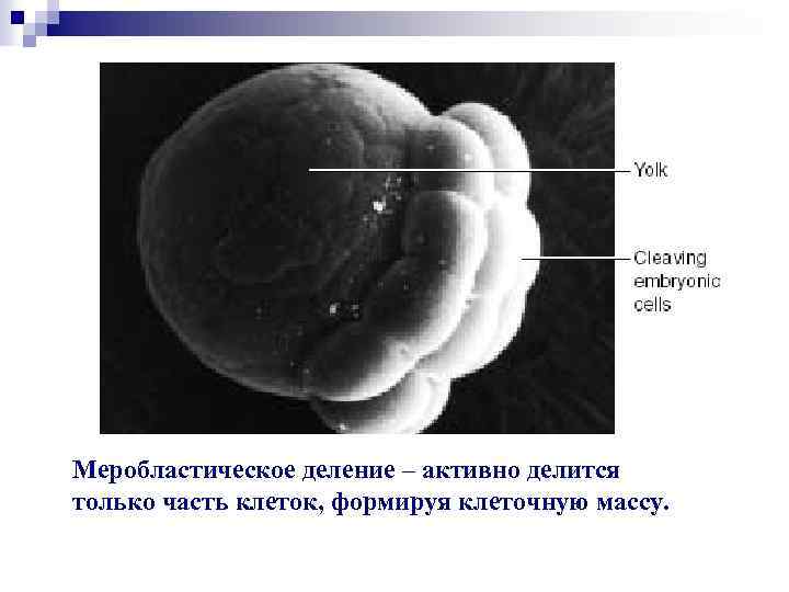 Меробластическое деление – активно делится только часть клеток, формируя клеточную массу. 