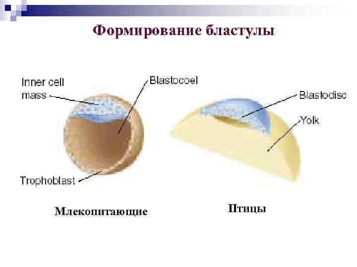 Формирование бластулы Млекопитающие Птицы 