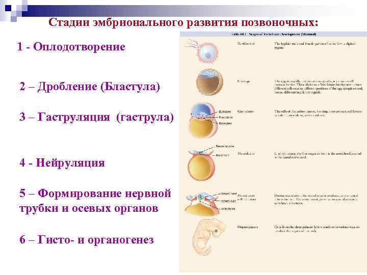 Сравните основные стадии зародышевого развития позвоночных используя рисунок 221 на странице 269