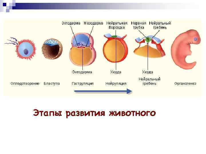 Цикл развития какого организма показан на рисунке