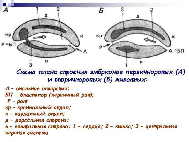 Схема плана строения эмбрионов первичноротых (А) и вторичноротых (Б) животных: А – анальное отверстие;