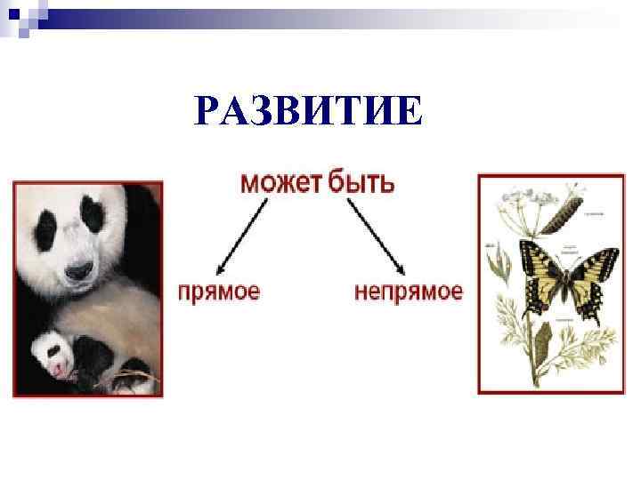 РАЗВИТИЕ 