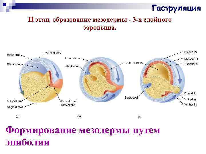 Формирование мезодермы. Зародышевая мезодерма гаструла. Гаструляция телобластический. Эпиболия гаструляция. Гаструляция мезодерма.