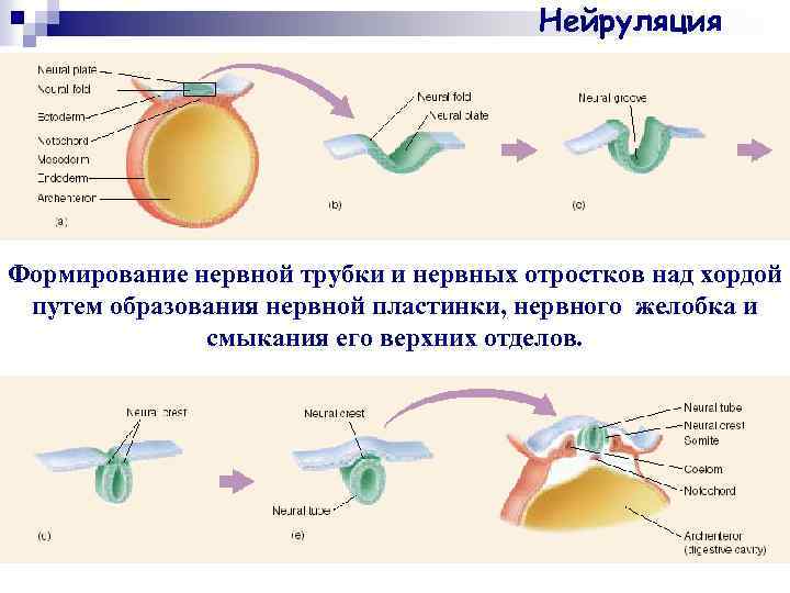 Нейруляция Формирование нервной трубки и нервных отростков над хордой путем образования нервной пластинки, нервного