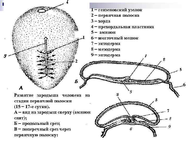 Первичный узелок. Первичная полоска и гензеновский узелок. Первичный узелок и первичная полоска. Первичная полоска зародыша человека. Гензеновский узелок у птиц.