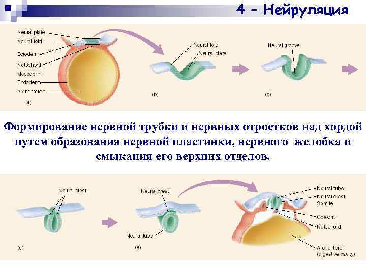 4 – Нейруляция Формирование нервной трубки и нервных отростков над хордой путем образования нервной