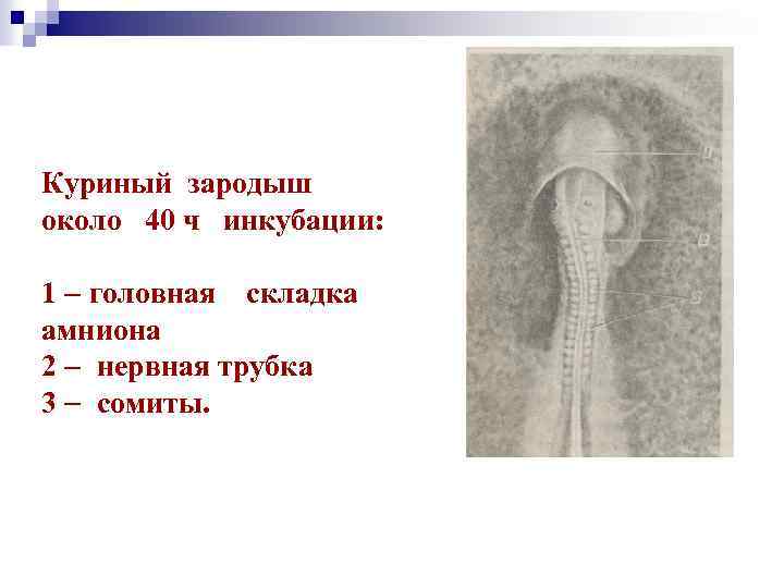 Куриный зародыш около 40 ч инкубации: 1 головная складка амниона 2 нервная трубка 3