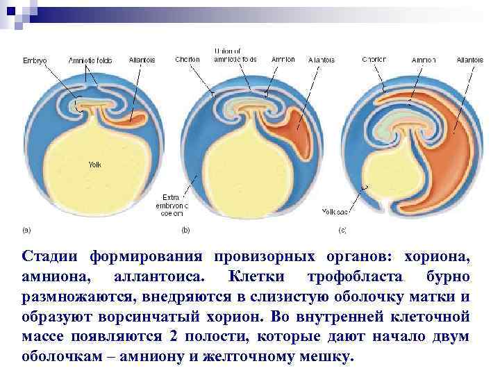 Аллантоис зародышевые оболочки. Амнион хорион аллантоис функции таблица. Функции аллантоиса у зародыша человека. Появление амниона и других зародышевых оболочек