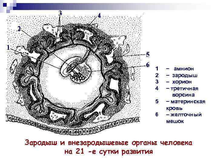 3 4 2 1 5 6 1 2 3 4 5 6 амнион зародыш