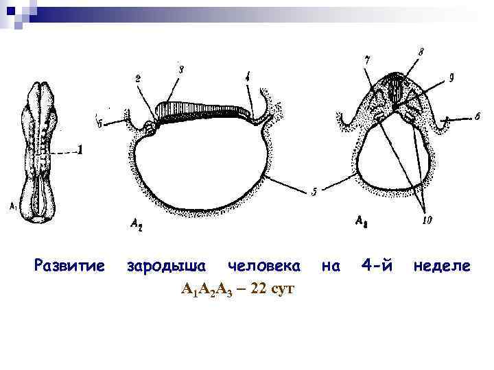 Какая стадия развития изображена на рисунке