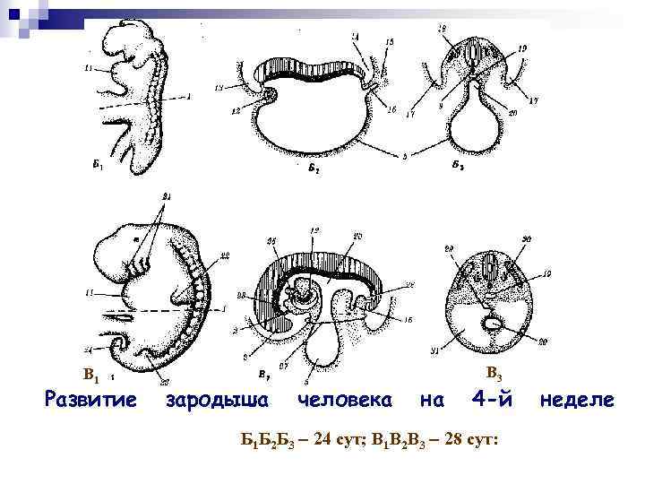 Эмбрион строение