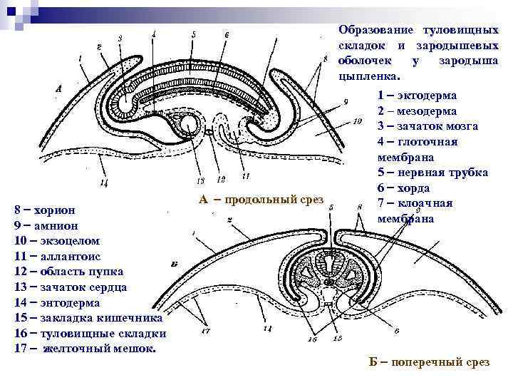 Формирование оболочек