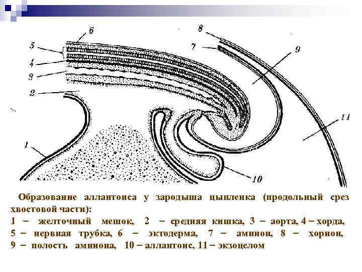 Хорда нервная трубка первичная кишка