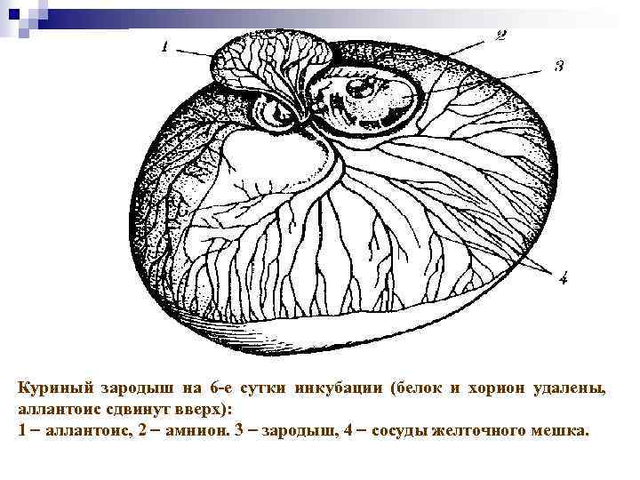 Куриный зародыш на 6 -е сутки инкубации (белок и хорион удалены, аллантоис сдвинут вверх):