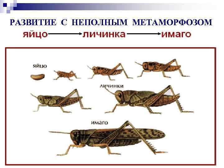 РАЗВИТИЕ С НЕПОЛНЫМ МЕТАМОРФОЗОМ 