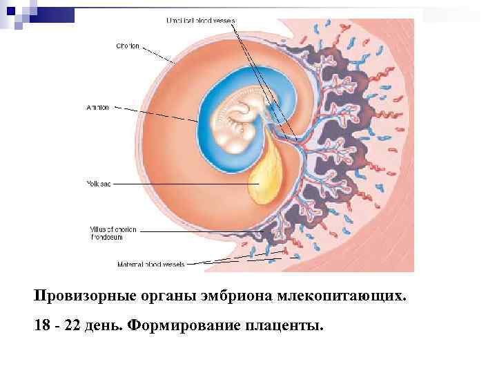 Рисунок матка сосуды плода