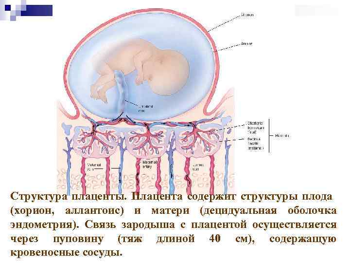 Плотный тяж соединяющий зародыш с плацентой. Строение плаценты оболочек и пуповины. Хорион плацента пуповина. Строение плаценты децидуальная оболочка.