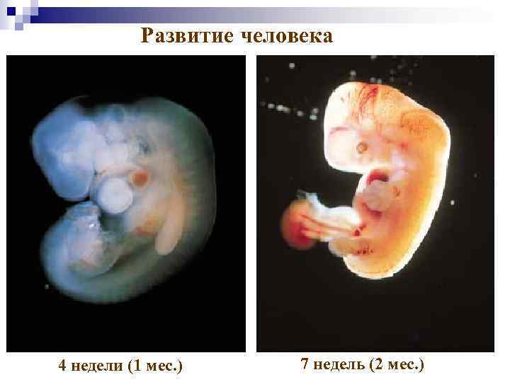 Развитие человека 4 недели (1 мес. ) 7 недель (2 мес. ) 