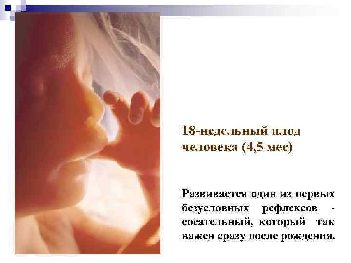 18 -недельный плод человека (4, 5 мес) Развивается один из первых безусловных рефлексов -