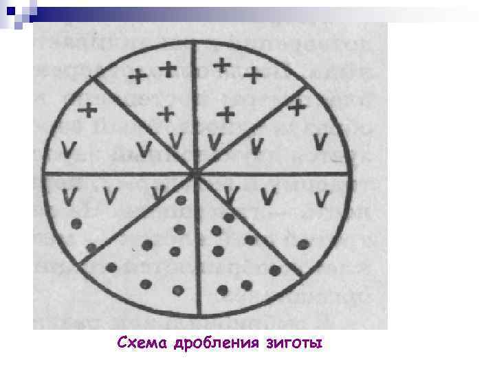 Схема дробления зиготы 