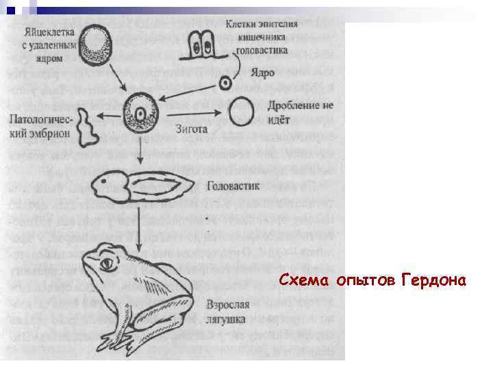 Схема опытов Гердона 