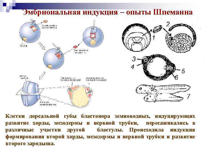 Эмбриональная индукция – опыты Шпеманна Клетки дорсальной губы бластопора земноводных, индуцирующих развитие хорды, мезодермы