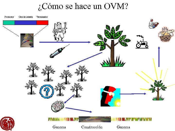 ¿Cómo se hace un OVM? Promotor Gen de interés Terminador Genoma Construcción Genoma 