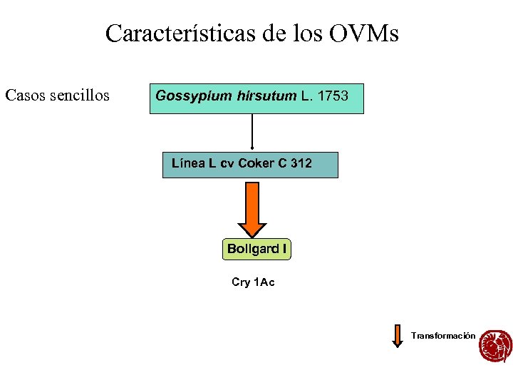 Características de los OVMs Casos sencillos Gossypium hirsutum L. 1753 Línea L cv Coker