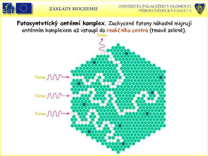 Fotosyntetický anténní komplex. Zachycené fotony náhodně migrují anténním komplexem až vstoupí do reakčního centra