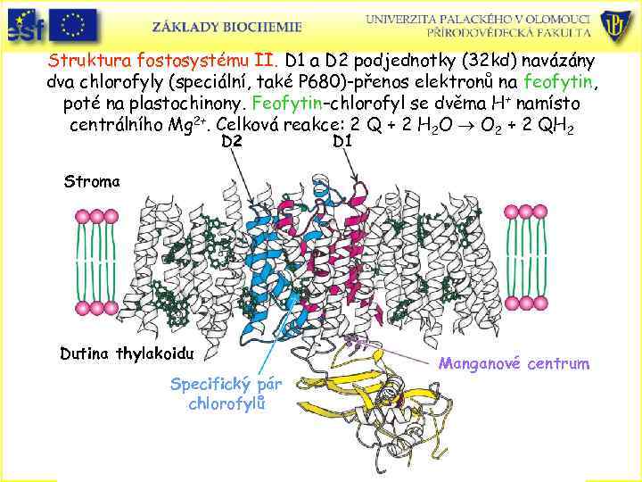 Struktura fostosystému II. D 1 a D 2 podjednotky (32 kd) navázány dva chlorofyly