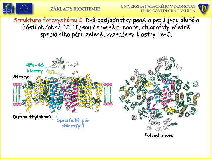 Struktura fotosystému I. Dvě podjednotky psa. A a psa. B jsou žlutě a části