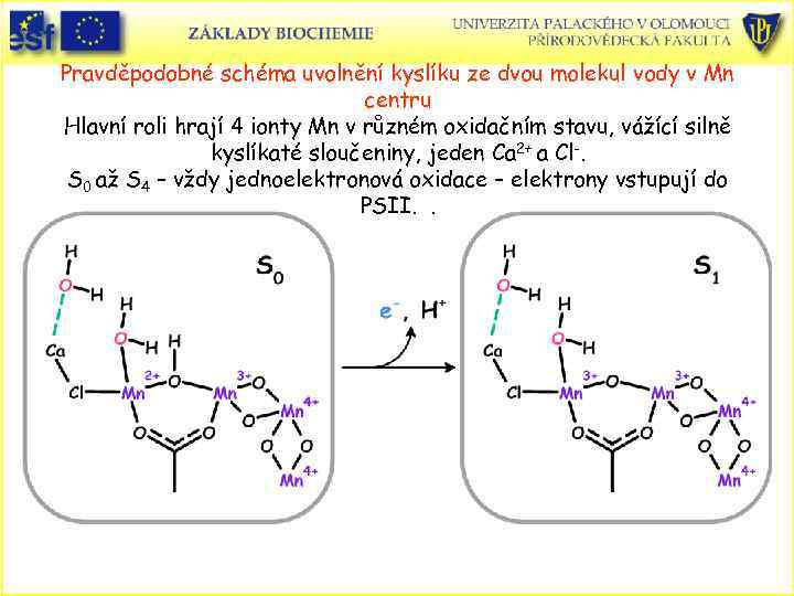 Pravděpodobné schéma uvolnění kyslíku ze dvou molekul vody v Mn centru Hlavní roli hrají