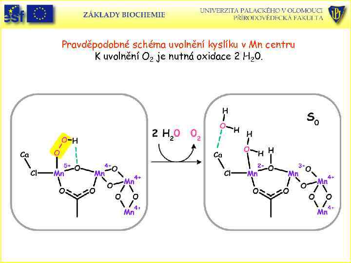 Pravděpodobné schéma uvolnění kyslíku v Mn centru K uvolnění O 2 je nutná oxidace