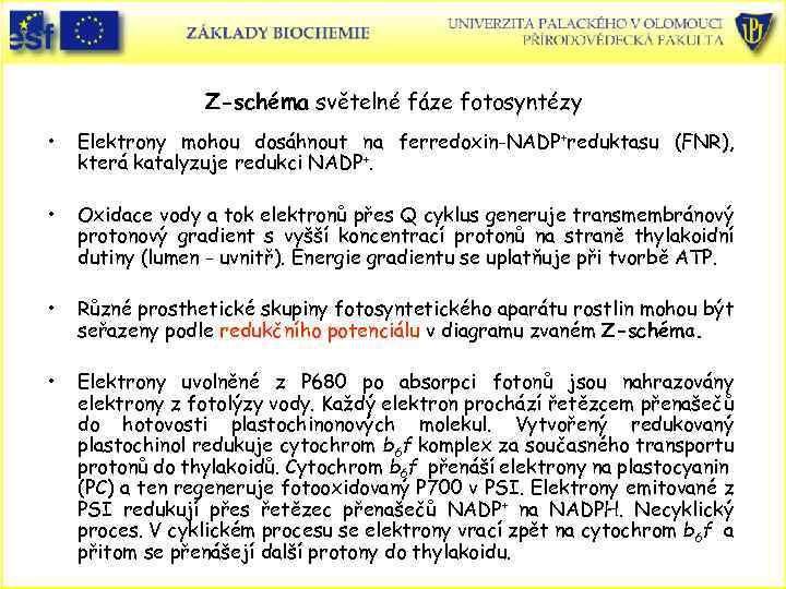 Z-schéma světelné fáze fotosyntézy • Elektrony mohou dosáhnout na ferredoxin-NADP+reduktasu (FNR), která katalyzuje redukci