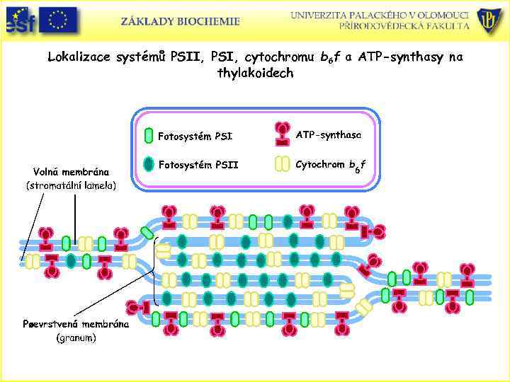 Lokalizace systémů PSII, PSI, cytochromu b 6 f a ATP-synthasy na thylakoidech 